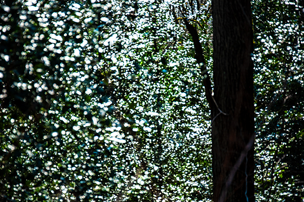 01-1_ILEX-2203221527_600PB_©KOMOTZKI.jpg 01-1_ILEX-2203221527_600PB_©KOMOTZKI.jpg