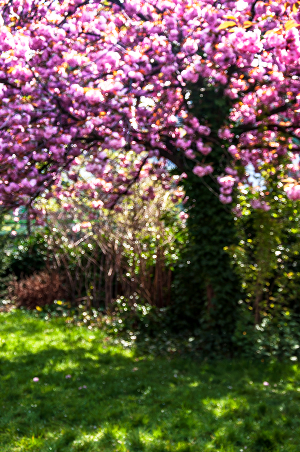 01_BLÜTHE 0105211124_600PB_©KOMOTZKI-1.jpg