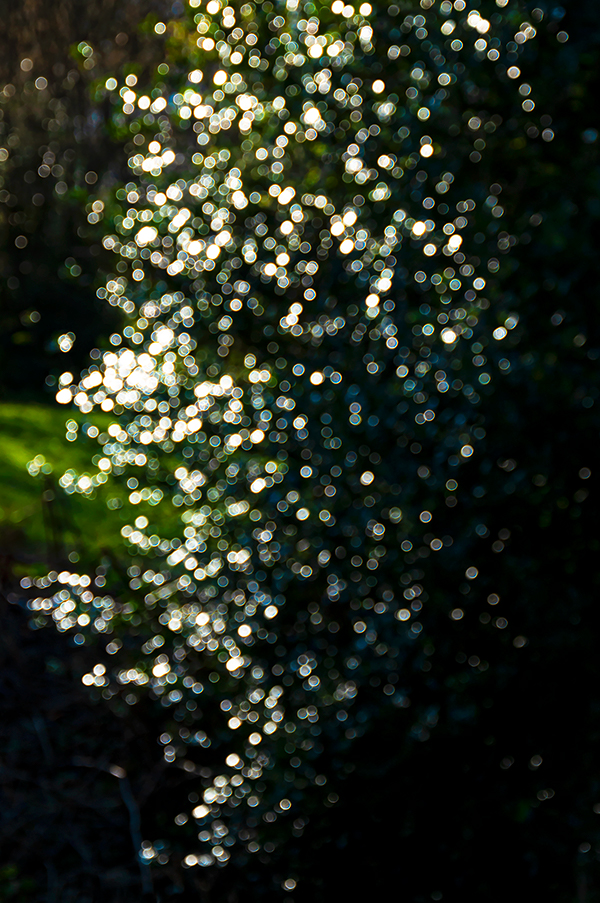 02-1_ILEX-0604200931_600PB_©KOMOTZKI.jpg 02-1_ILEX-0604200931_600PB_©KOMOTZKI.jpg