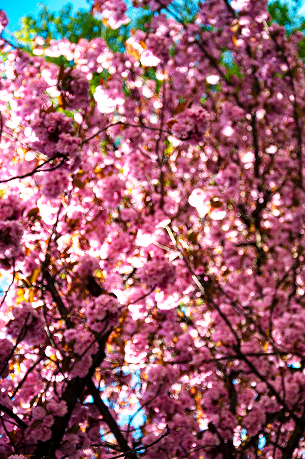 02_BLÜTHE 1104201103_600PB_©KOMOTZKI-1.jpg