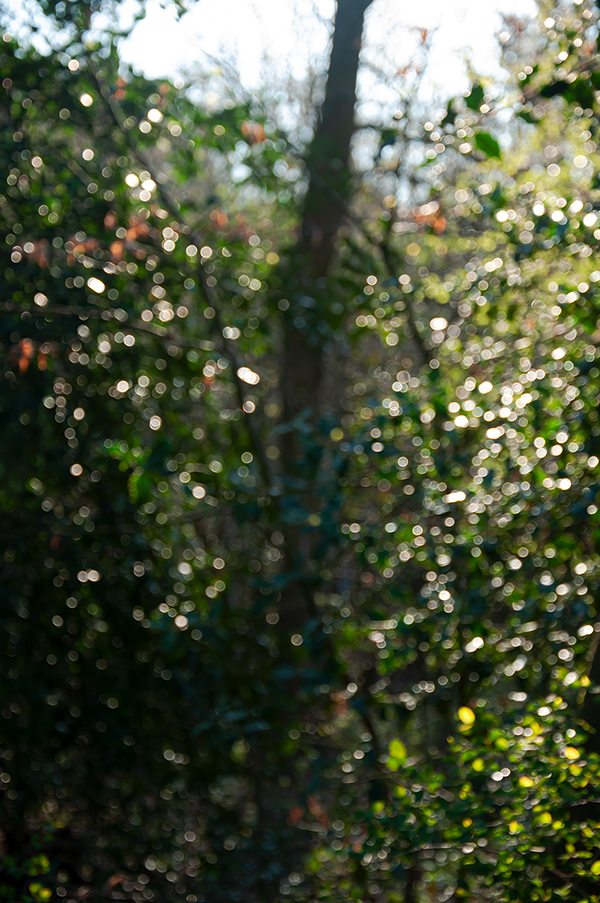 03-1_ILEX-0604200856_600PB_©KOMOTZKI.jpg 03-1_ILEX-0604200856_600PB_©KOMOTZKI.jpg 03-1_ILEX-0604200856_600PB_©KOMOTZKI.jpg 03-1_ILEX-0604200856_600PB_©KOMOTZKI.jpg