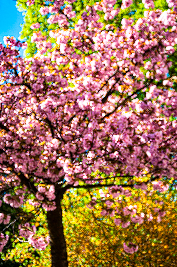 03_BLÜTHE 1104201106_600PB_©KOMOTZKI-1.jpg