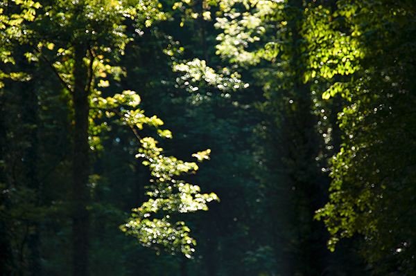 04-1_ILEX-2905210845_600PB_©KOMOTZKI.jpg 04-1_ILEX-2905210845_600PB_©KOMOTZKI.jpg