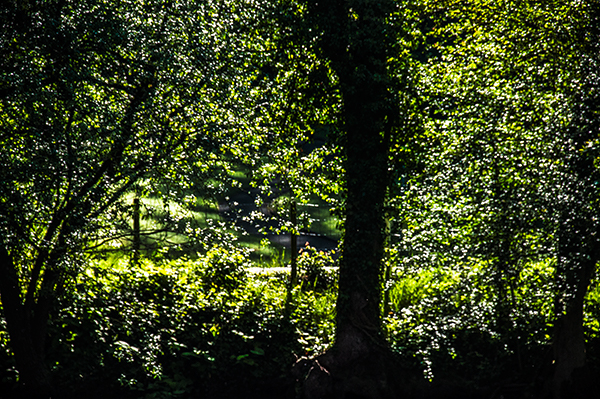 05-1_ILEX-2905210912_600PB_©KOMOTZKI.jpg 05-1_ILEX-2905210912_600PB_©KOMOTZKI.jpg