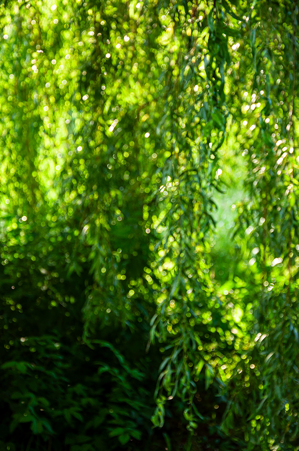 06-1_ILEX-1307201946_600PB_©KOMOTZKI.jpg 06-1_ILEX-1307201946_600PB_©KOMOTZKI.jpg