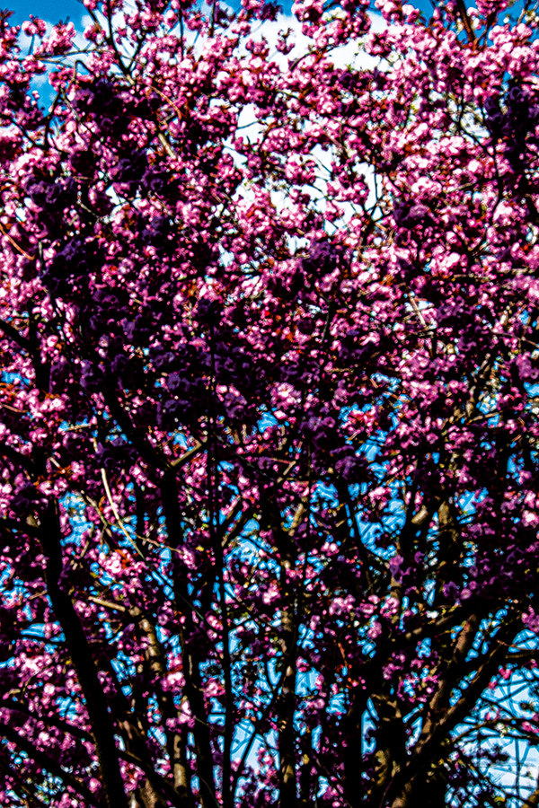 06_BLÜTHE-1604221205_600PB_©KOMOTZKI-1.jpg
