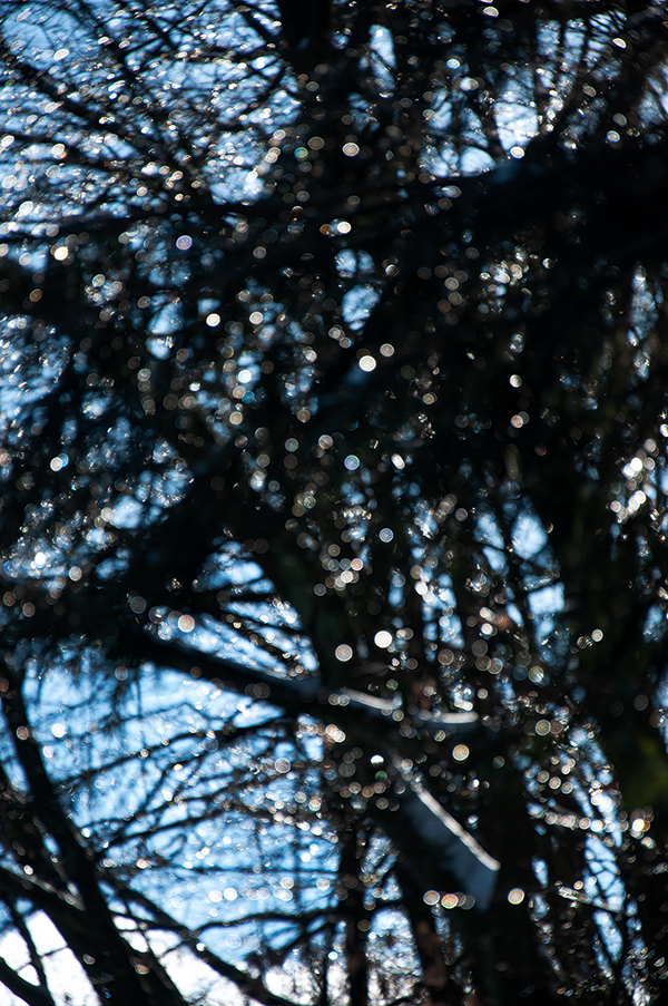 07-1_ILEX-1102211410_600PB_©KOMOTZKI.jpg 07-1_ILEX-1102211410_600PB_©KOMOTZKI.jpg