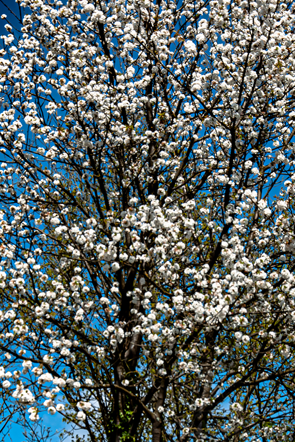 07_BLÜTHE-1604221215_600PB_©KOMOTZKI-1.jpg 