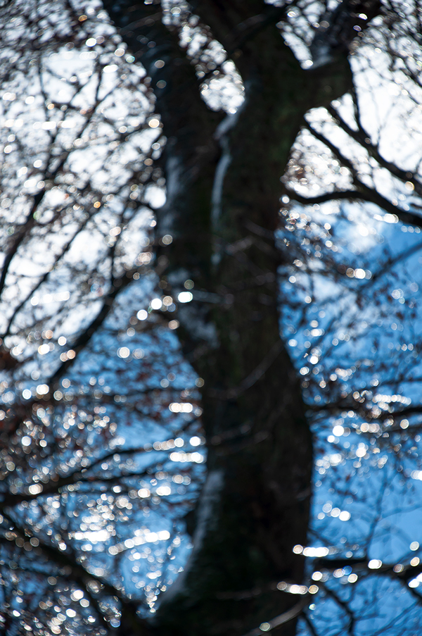 08-1_ILEX-1102211434_600PB_©KOMOTZKI.jpg 08-1_ILEX-1102211434_600PB_©KOMOTZKI.jpg