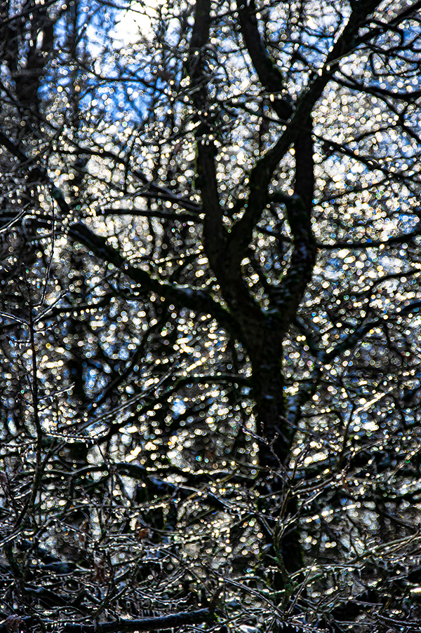 09-1_ILEX-1102211458_600PB_©KOMOTZKI.jpg 09-1_ILEX-1102211458_600PB_©KOMOTZKI.jpg