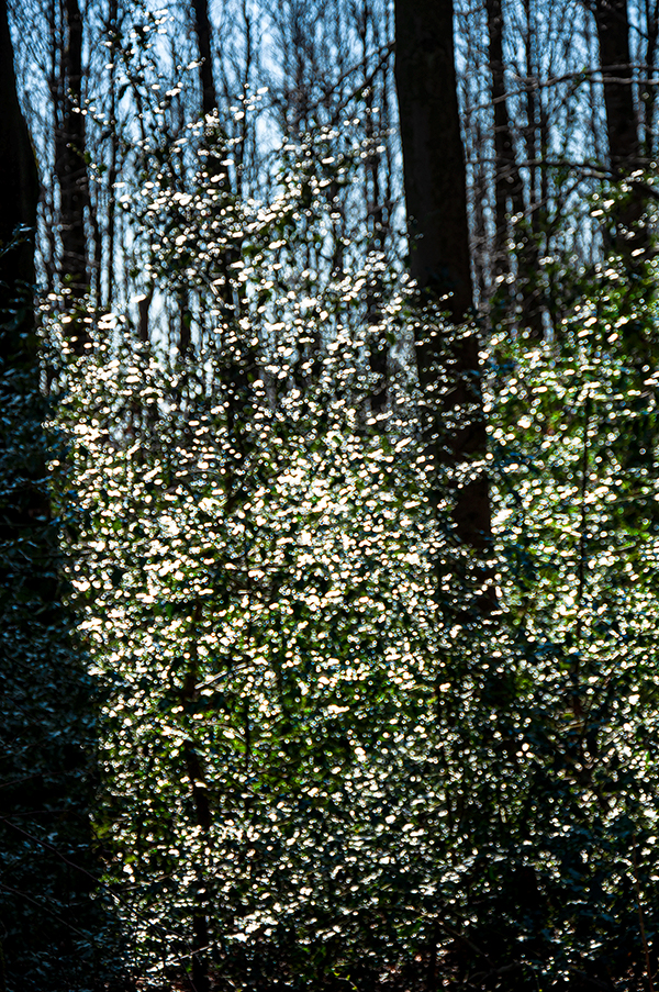 10-1_ILEX-2203221533_600PB_©KOMOTZKI.jpg 10-1_ILEX-2203221533_600PB_©KOMOTZKI.jpg