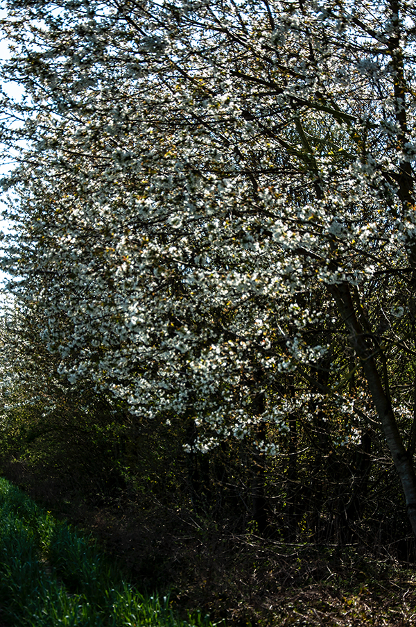 12_BLÜTHE 1104201709_600PB_©KOMOTZKI-1.jpg