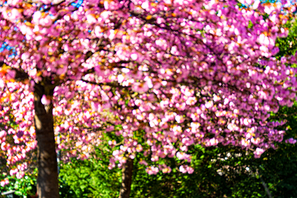 BLÜTHE-1104201116_600PB_©KOMOTZKI.jpg