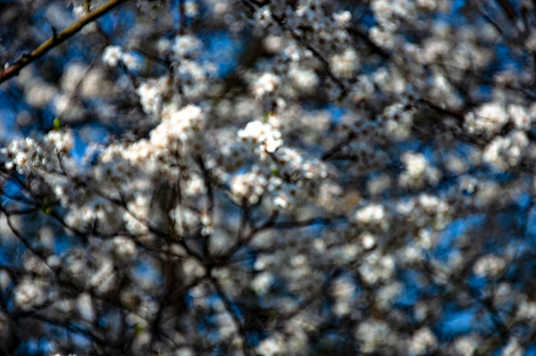 BLÜTHE-2203221612_600PB_©KOMOTZKI.jpg
